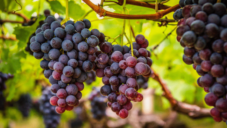 Grapes & Grace